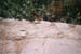 ibiza_lizard